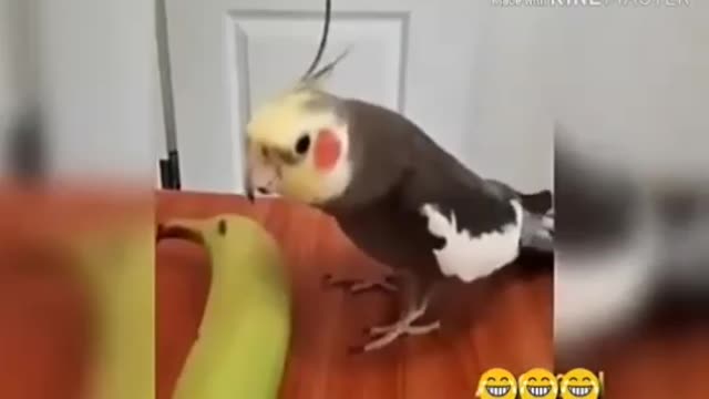 The parrot eats to the rhythm of its music