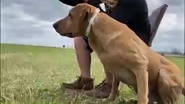 Pet traning in pet academy, funny labrador rotviller traning