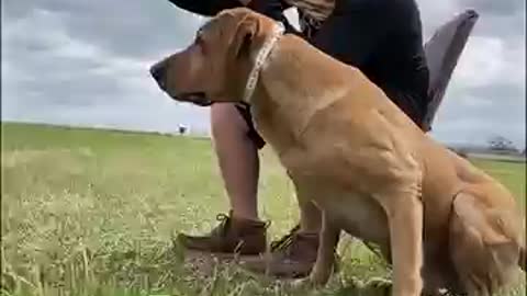 Pet traning in pet academy, funny labrador rotviller traning