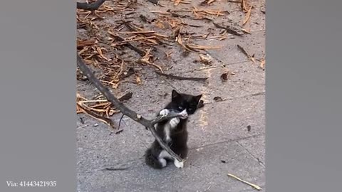 Funny Animal videos
