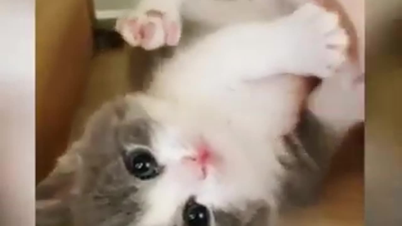 Best Funny Cat Kitten Videos #8