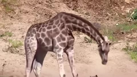 Funny Animals Doing Unexpected Things: Try Not to Laugh #wildanimals #shortsvideo #wildlife #lion