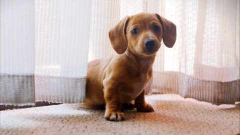 Puppy playing having fun merry happy