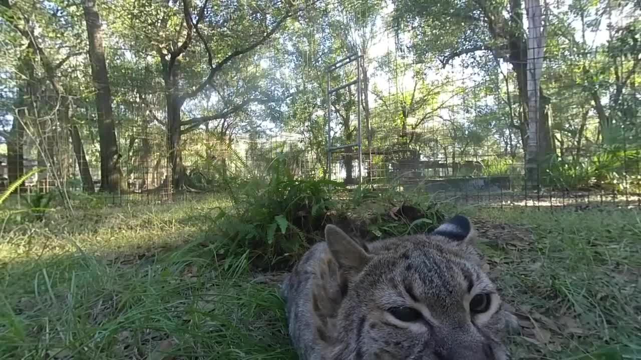 Running Bear bobcat LOVES gourds! in 3D 180VR