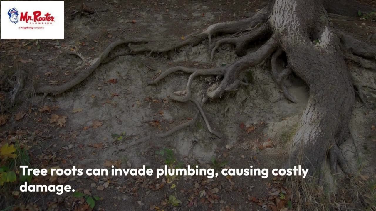 How Tree Roots Affect Your Drain ?