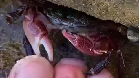 ASMR Crab Pedicure #shorts #crabs #asmr #pedicure