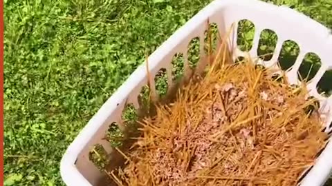 DYI Mushroom Grow in Kiddie Pool