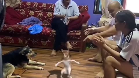Beautiful cat dance 🩰
