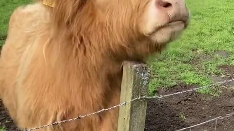 Funny Animal video