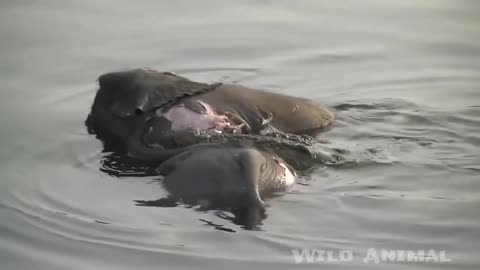 Crocodile Attacks