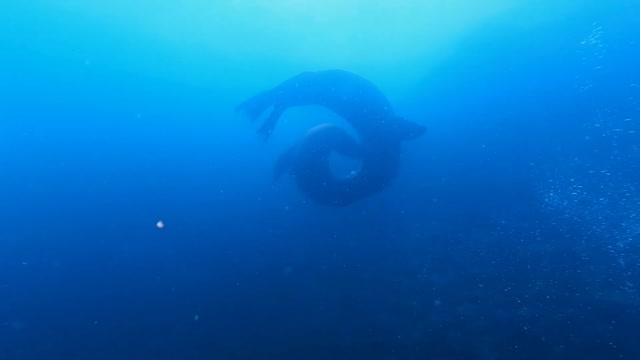 Sea Lions Dancing in the Galapagos