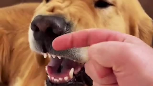 I Love Pets - Funny Pets Video Clips #Funny Pets