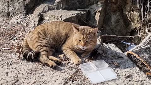 Cat I met while fishing