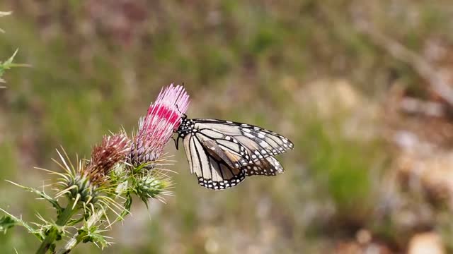 Queen Butterfly Sitting On Flower