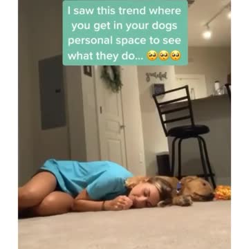 What happens when you invade a dog's personal space?