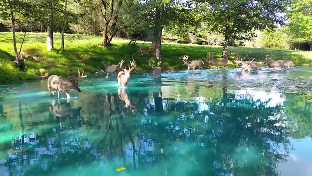 Monster Bucks Wading In Water