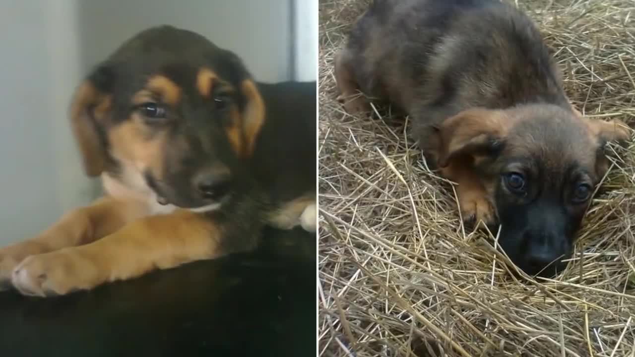 People said the dog was guarding its owners grave. Until.....