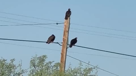 TURKEY VULTURE Part 2 - Still Hanging Around