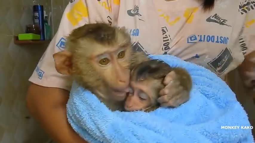 Monkey love