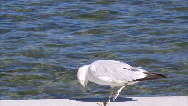 Seagull eating fast