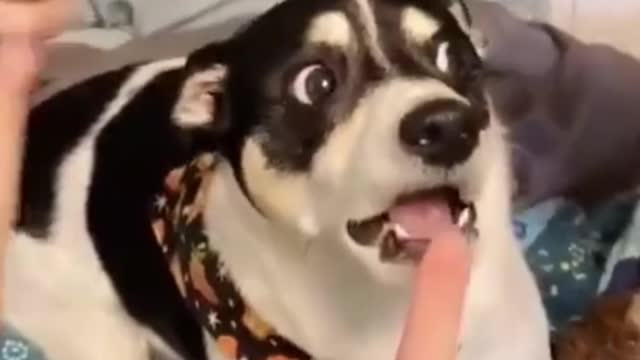 The daily joy of pets!1