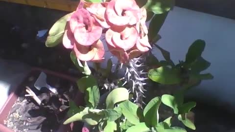 Beautiful plant crown of thorns in the flower shop, it has flowers! [Nature & Animals]