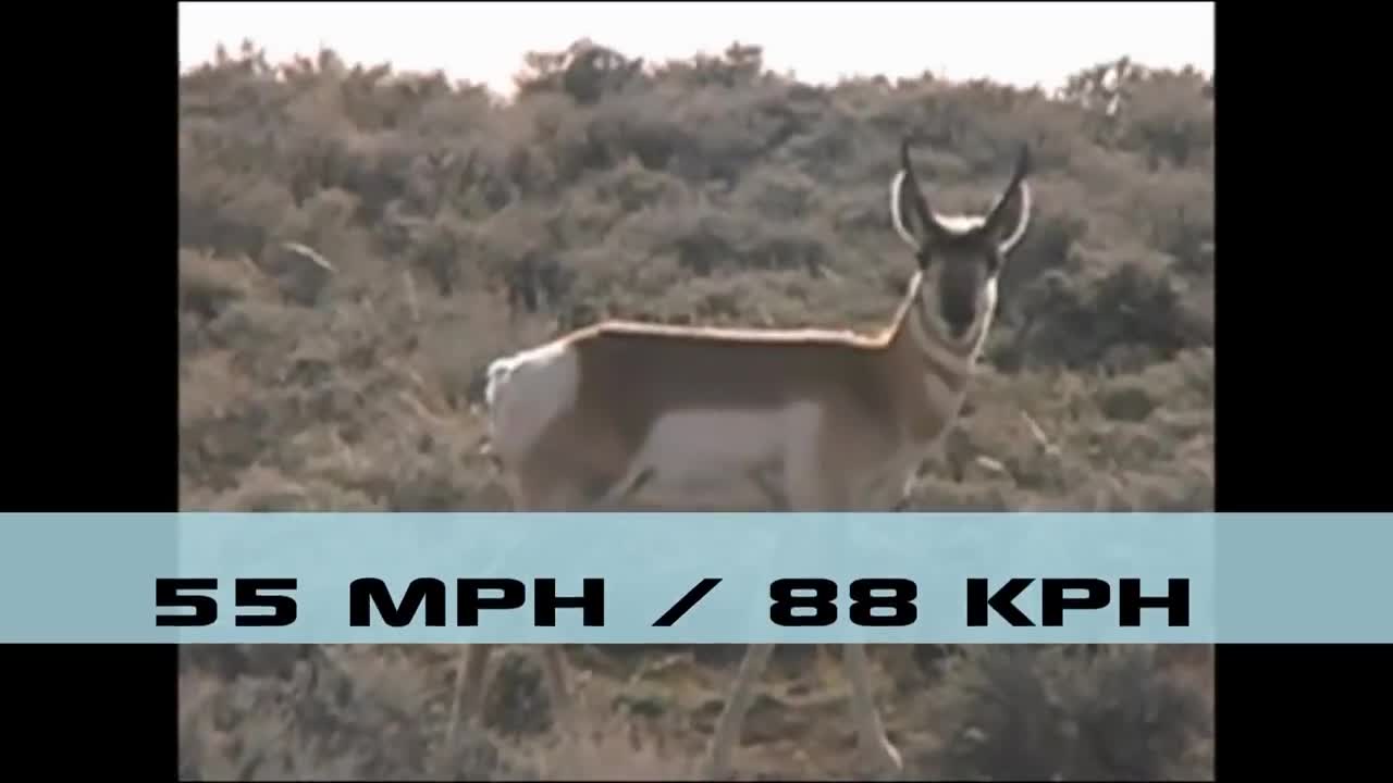 Top 10 Fastest Animals Ever: Fastest Runners in the Animal Kingdom