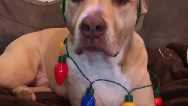 # dog funny video, Dogs Comedy video