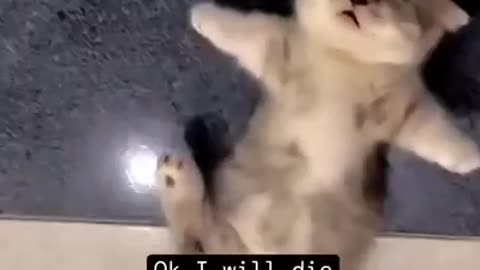 Cute Kittens - Funny and Cute Cat Videos Compilation 2023 #11