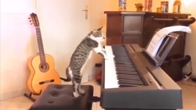 Cat videos funny cat videos