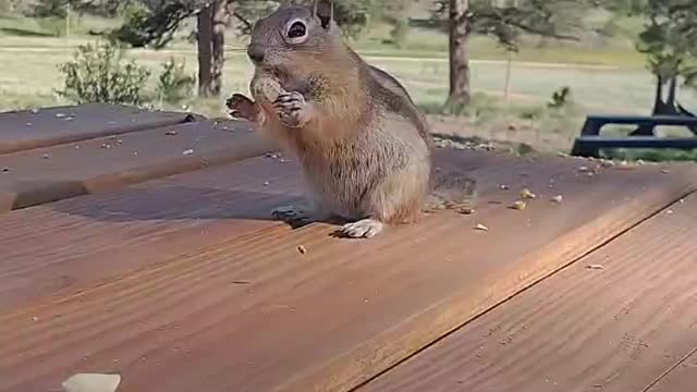 Cheeky chipmunk