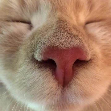 Snoring Cat