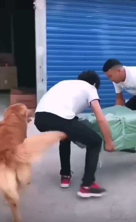 CACHORROS E GATOS ENGRAÇADOS E FOFOS / FUNNY Funniest Animals #shorts