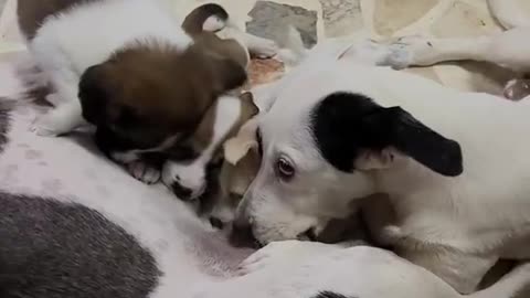 Dog Gets Excited Sucking on Another Dog