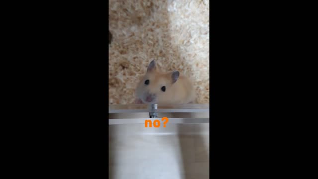 Hamster looking forward to a snack