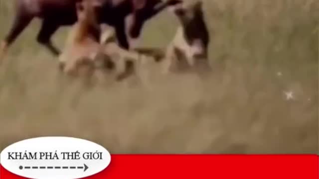 WILD ANIMALS HUNTING PREY COMPILATION RELAX FOR LIFE #6