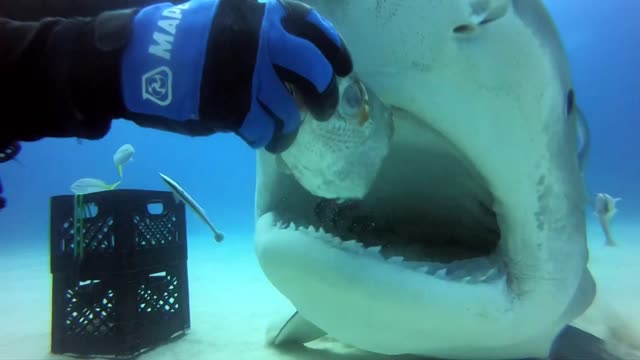 Inside a Tiger shark mouth.