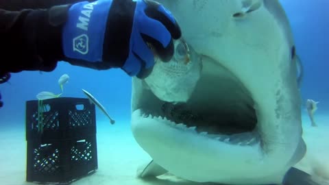 Inside a Tiger shark mouth.