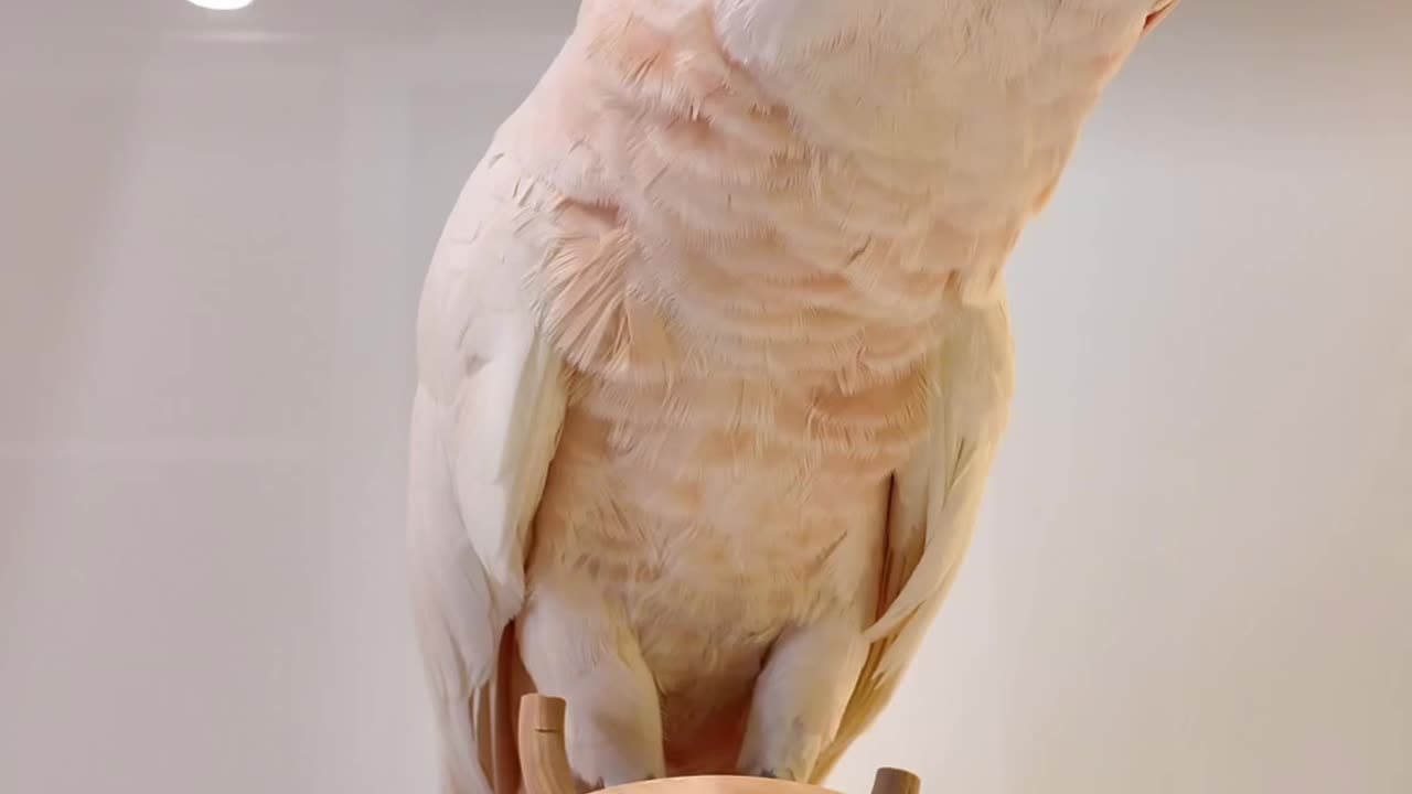 Funny parrot |cockatiel parrot | Funny birds | Funny animals