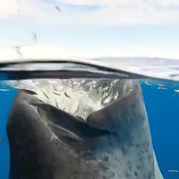 whale shark has a quick snack