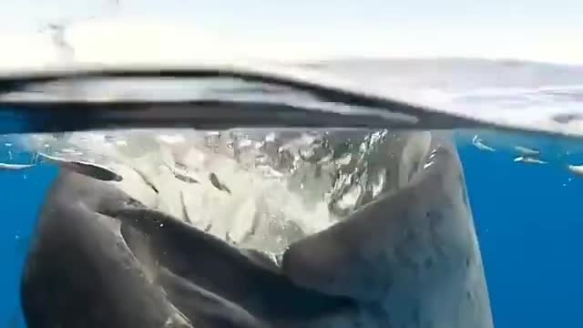 whale shark has a quick snack