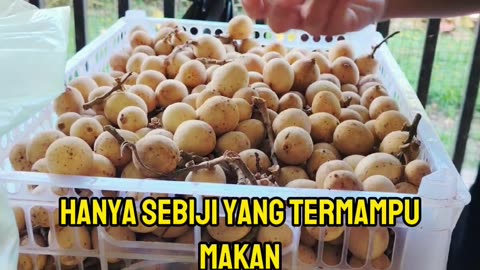 Buah langsat