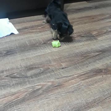 The first acquaintance with a new toy.