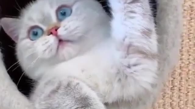 Cute Cat | Cute Pets Funny Animals Compilation