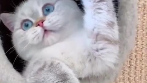 Cute Cat | Cute Pets Funny Animals Compilation