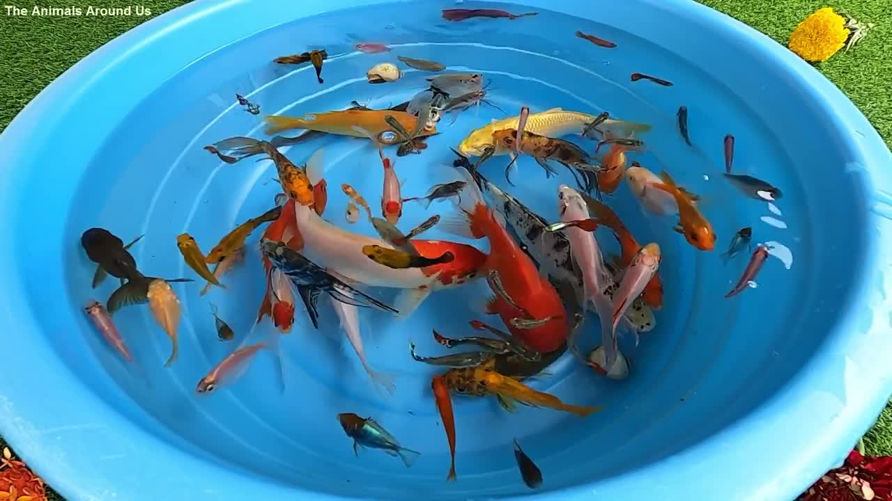 Betta Koi Pleco Snail Carp Fish Goldfish Angelfish Guppy Guppies Catfish animals Videos