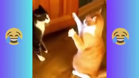 Funniest Cats and Dogs 🐶🐱 | Funny Animal Videos #3