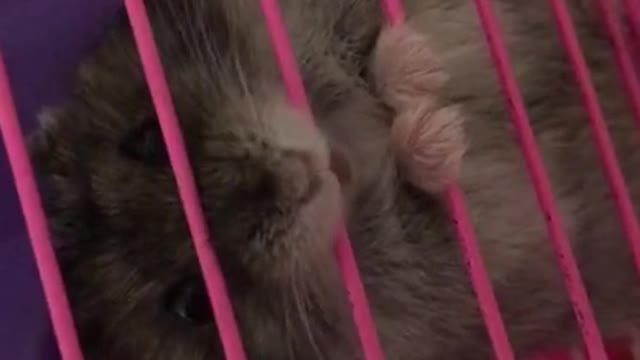 A prisoner hamster