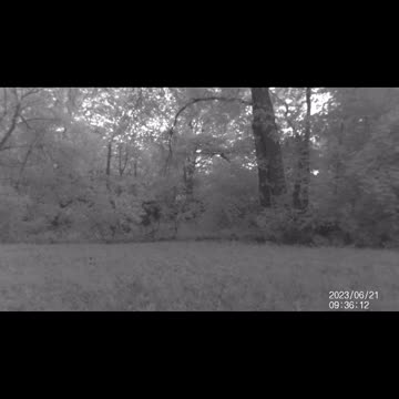 Jack's Trail Camera -- Episode 69 #shorts