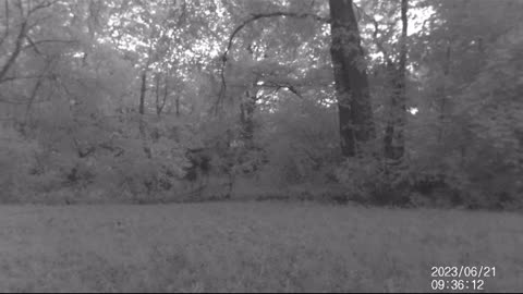 Jack's Trail Camera -- Episode 69 #shorts